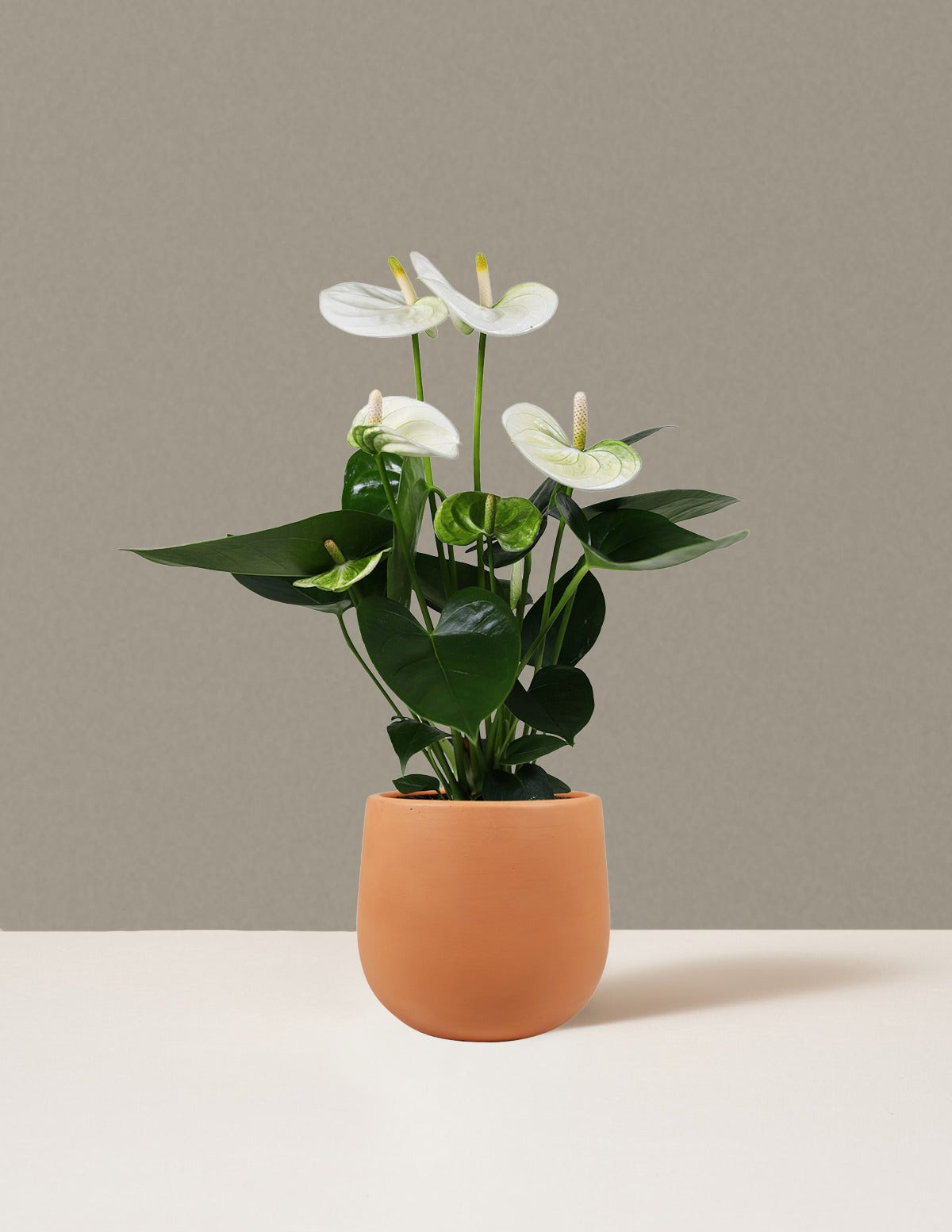 White Anthurium