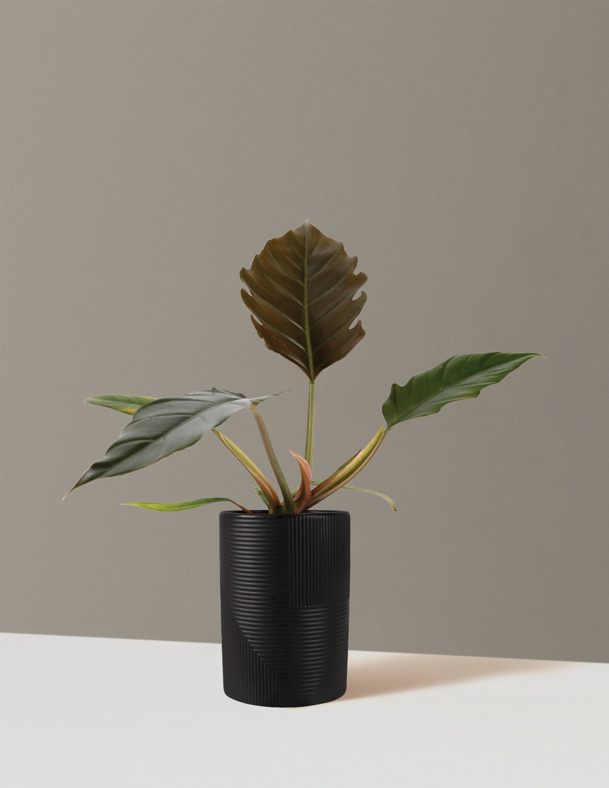 Philodendron Pluto