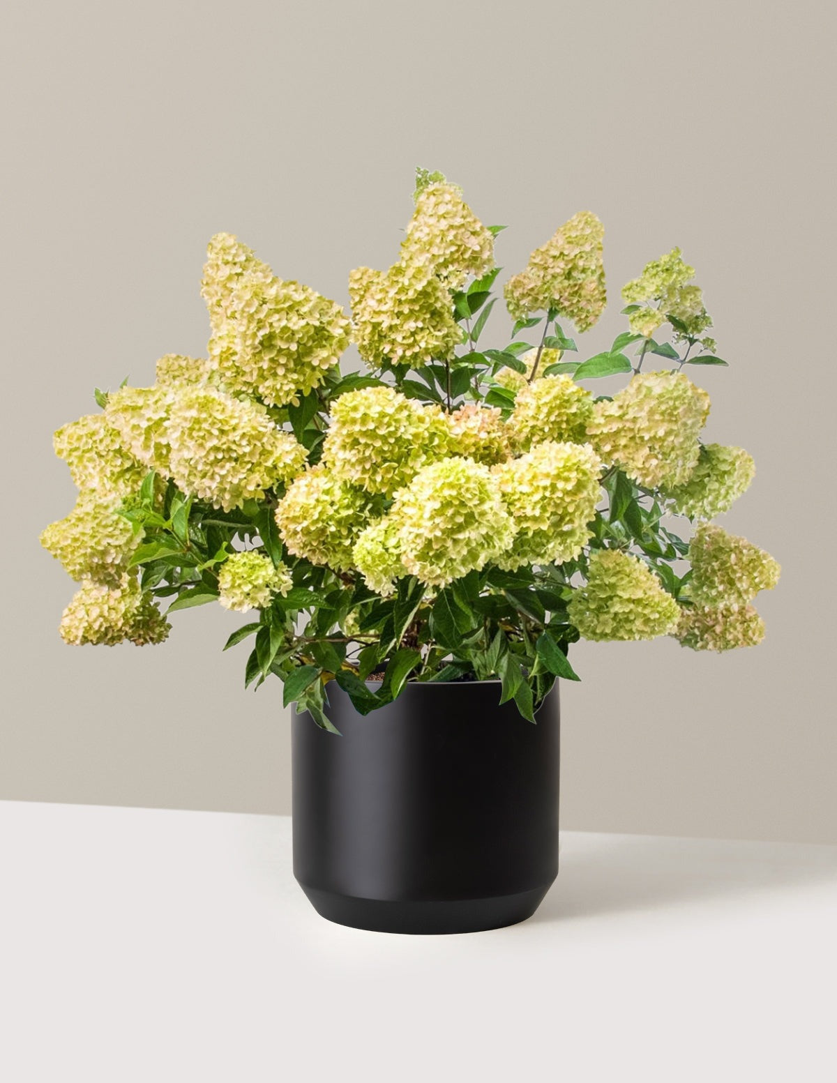 Dragon BabyTM Hydrangea