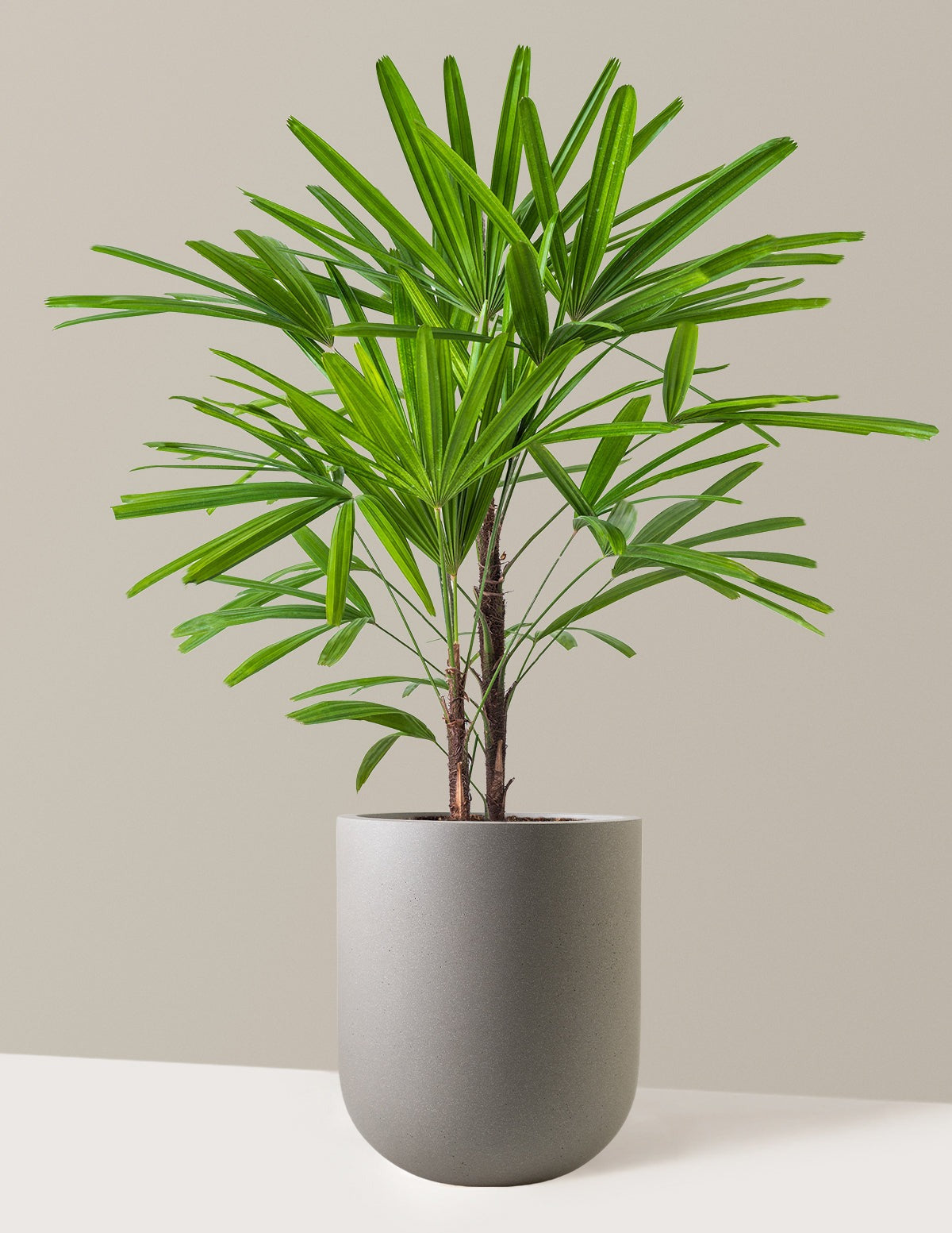 Large Lady Palm