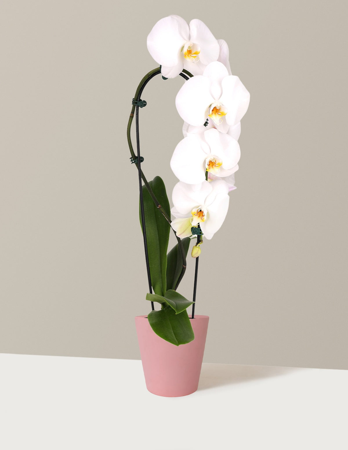 Waterfall Orchid