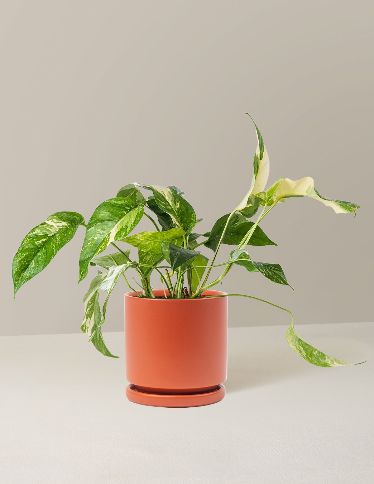 Pothos Albo