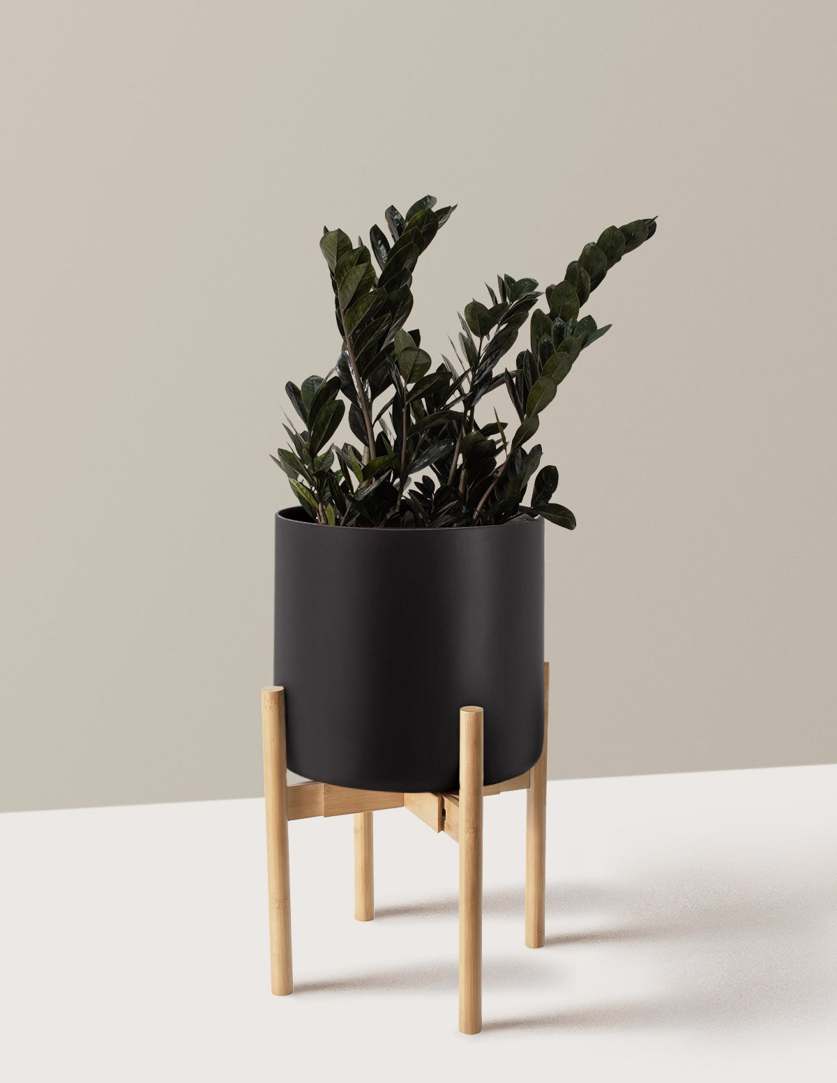 Black ZZ Plant