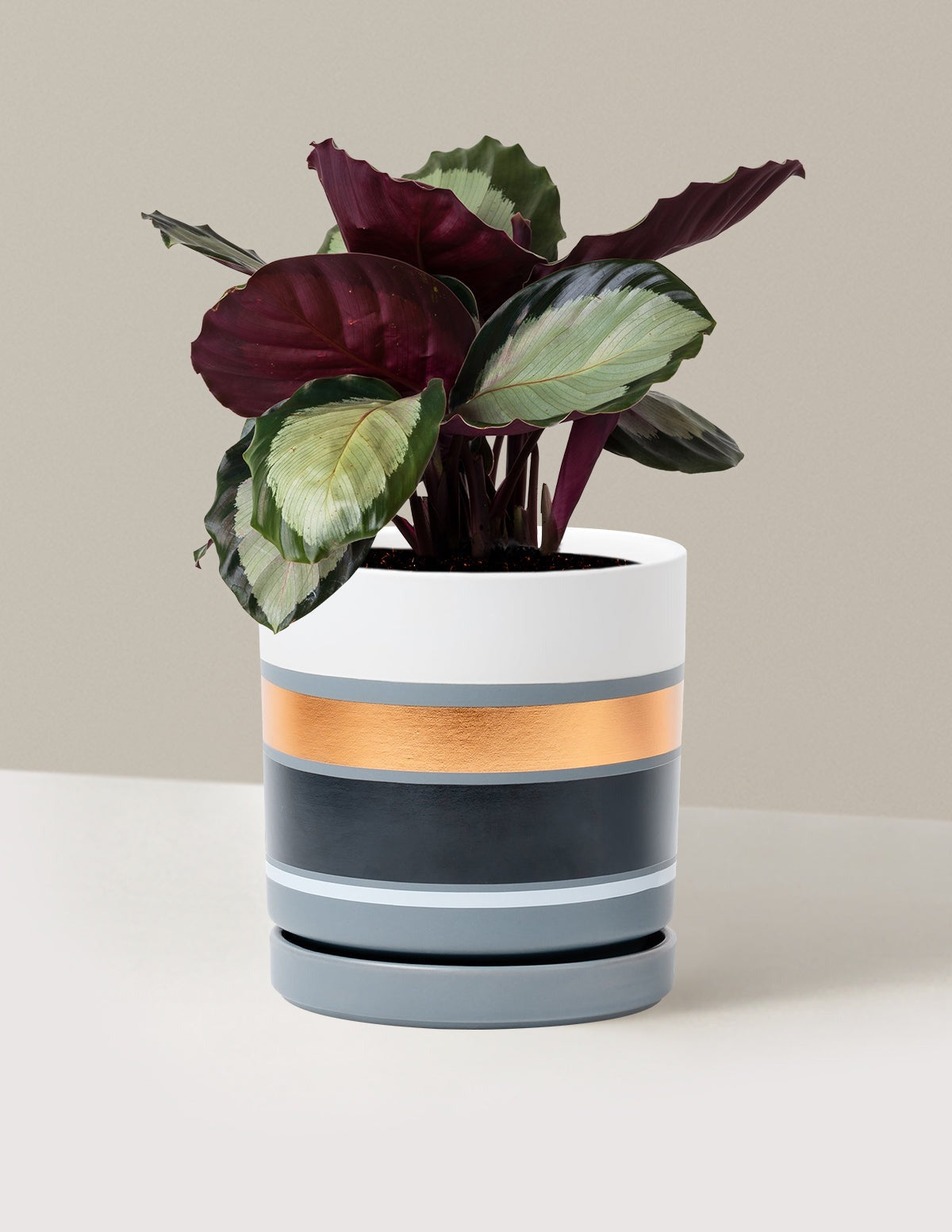 Calathea Rosy