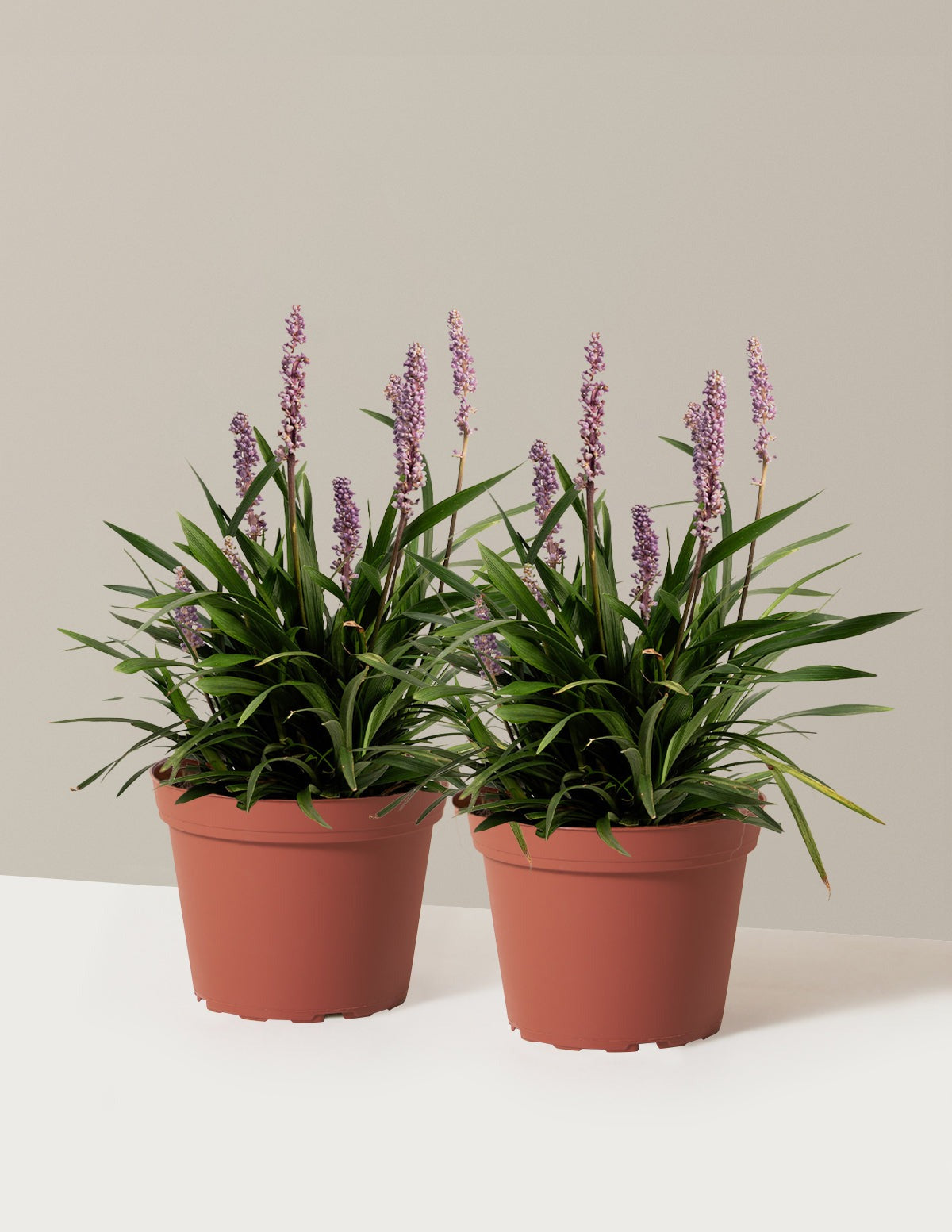 Purple ExplosionTM Lilyturf