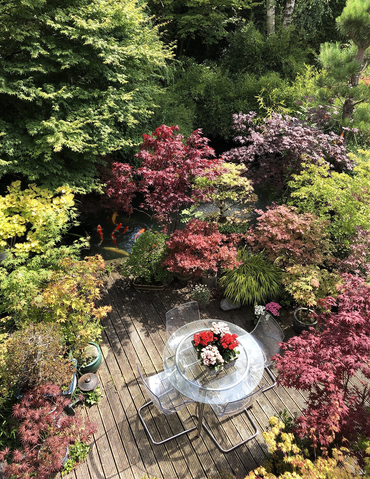 Coral Bark Japanese Maple Tree