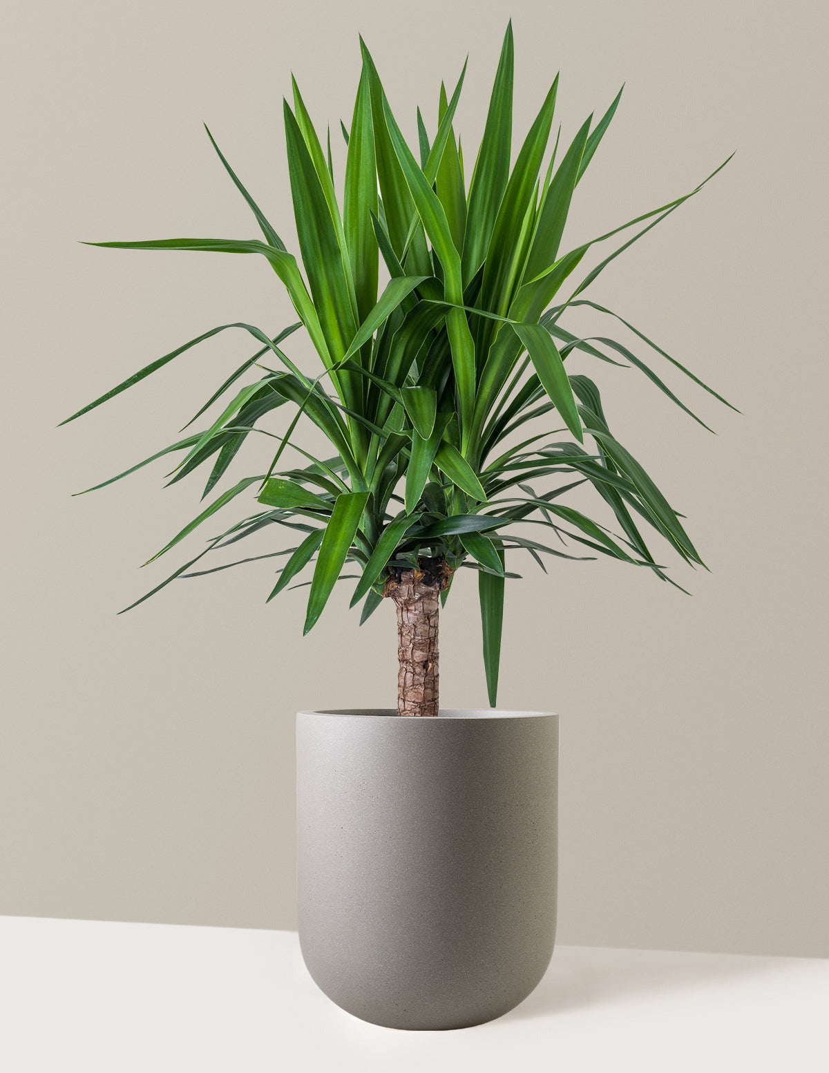 Yucca Plant Single Stem
