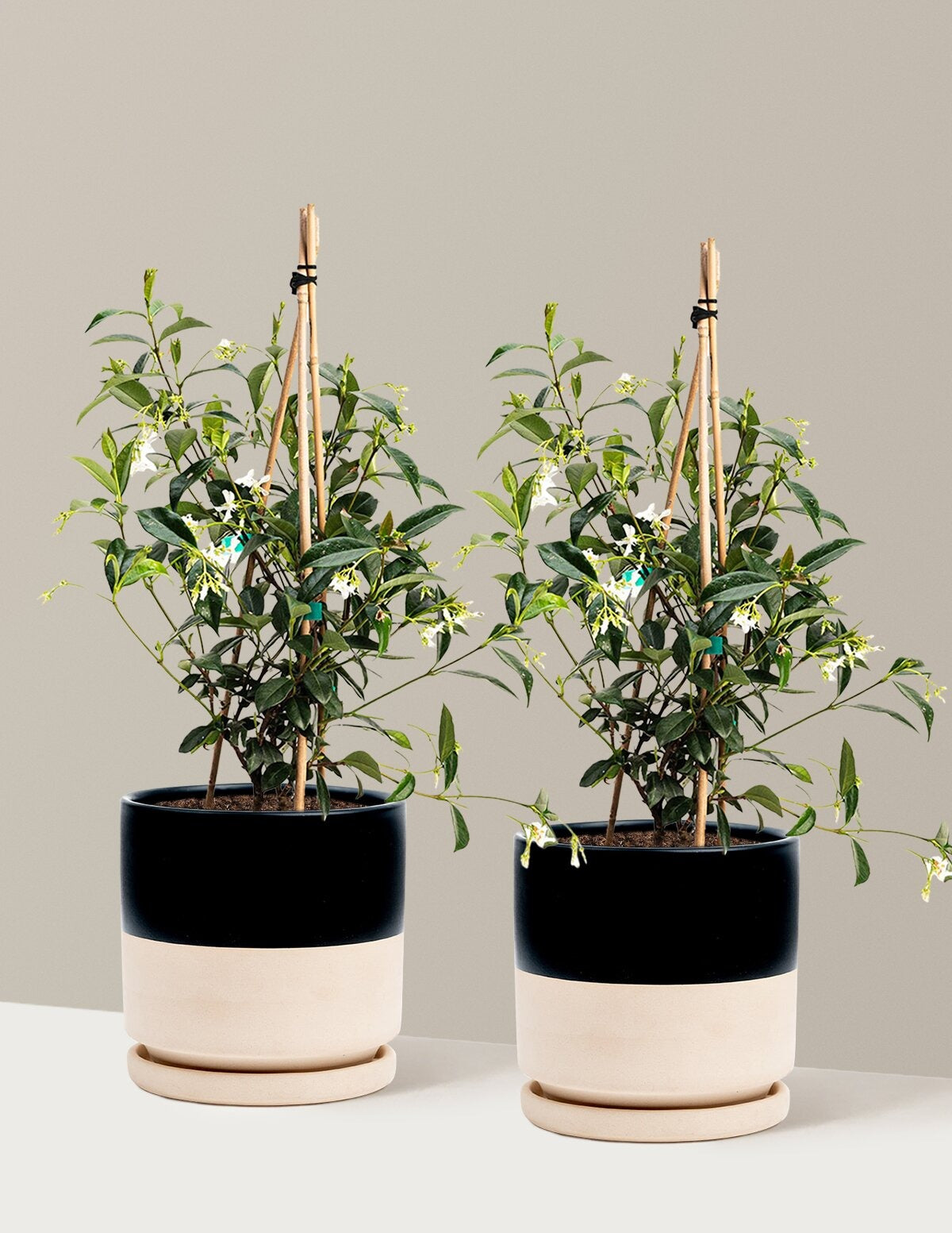 Star Jasmine