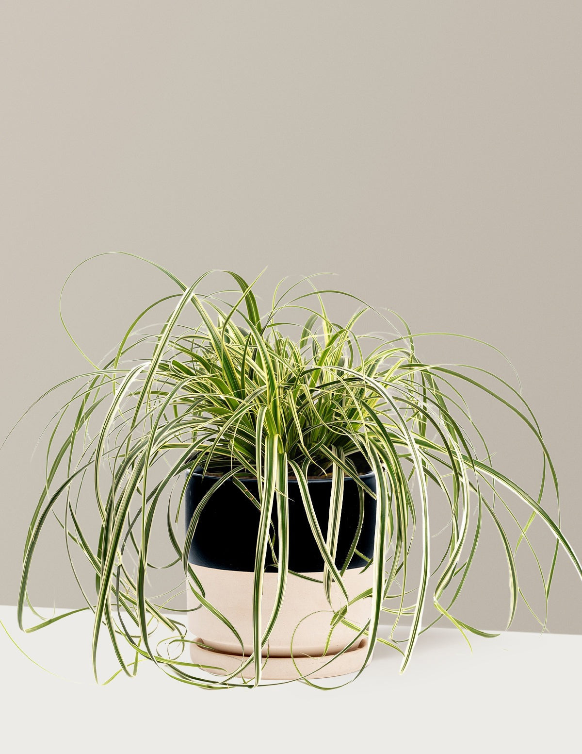 Carex Feather FallsTM