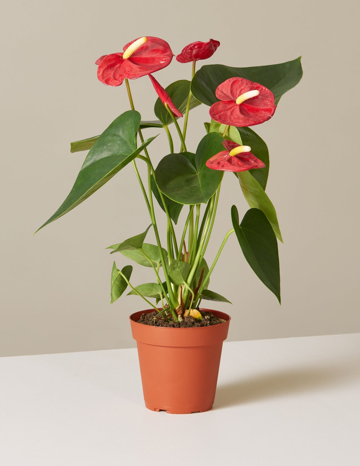 Red Anthurium