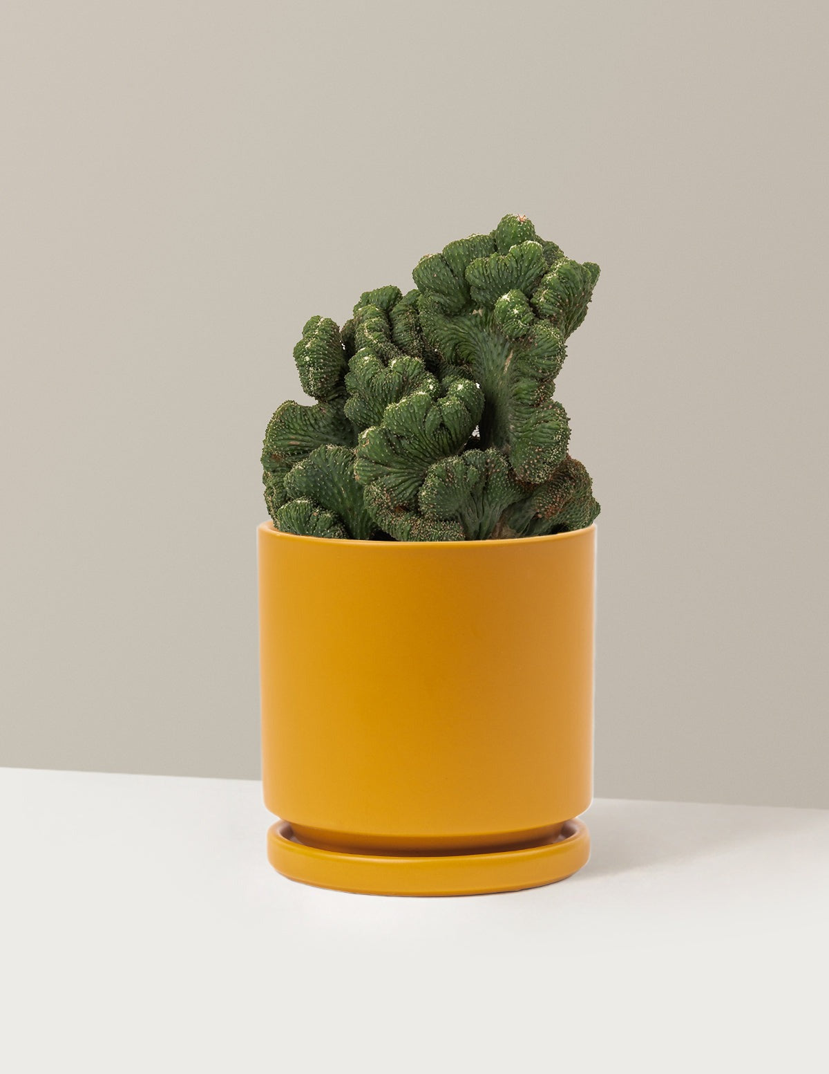 Cereus Green Coral Cactus
