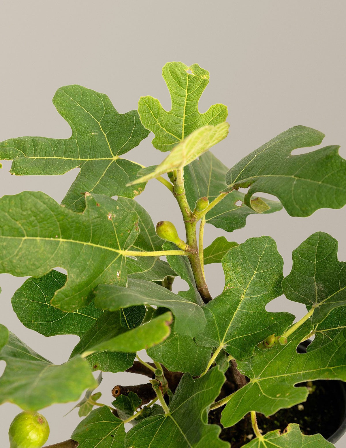 Fignominal Fig