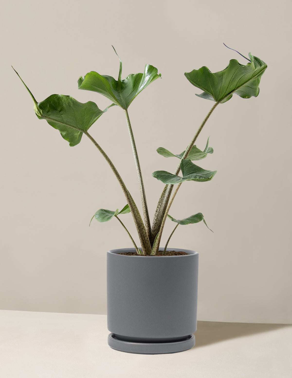 Alocasia Stingray