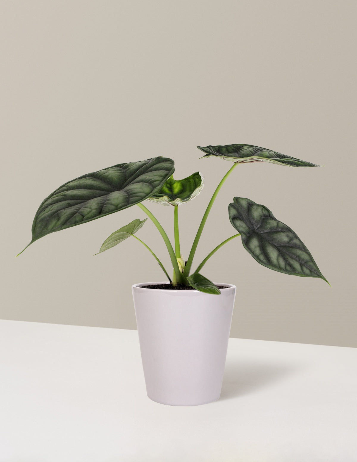 Alocasia Dragon Scale