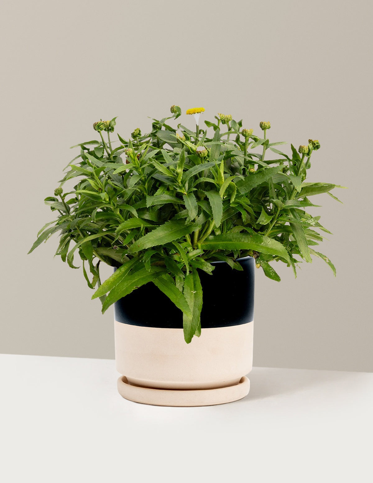 ShortstopTM Shasta Daisy
