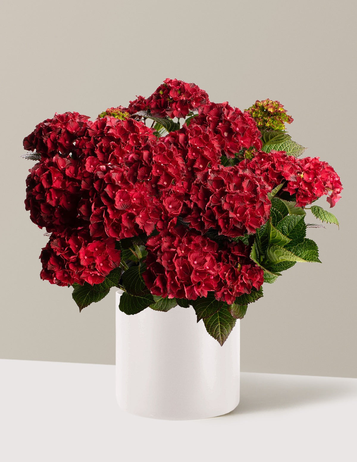 Cherry-Go-Round® Hydrangea