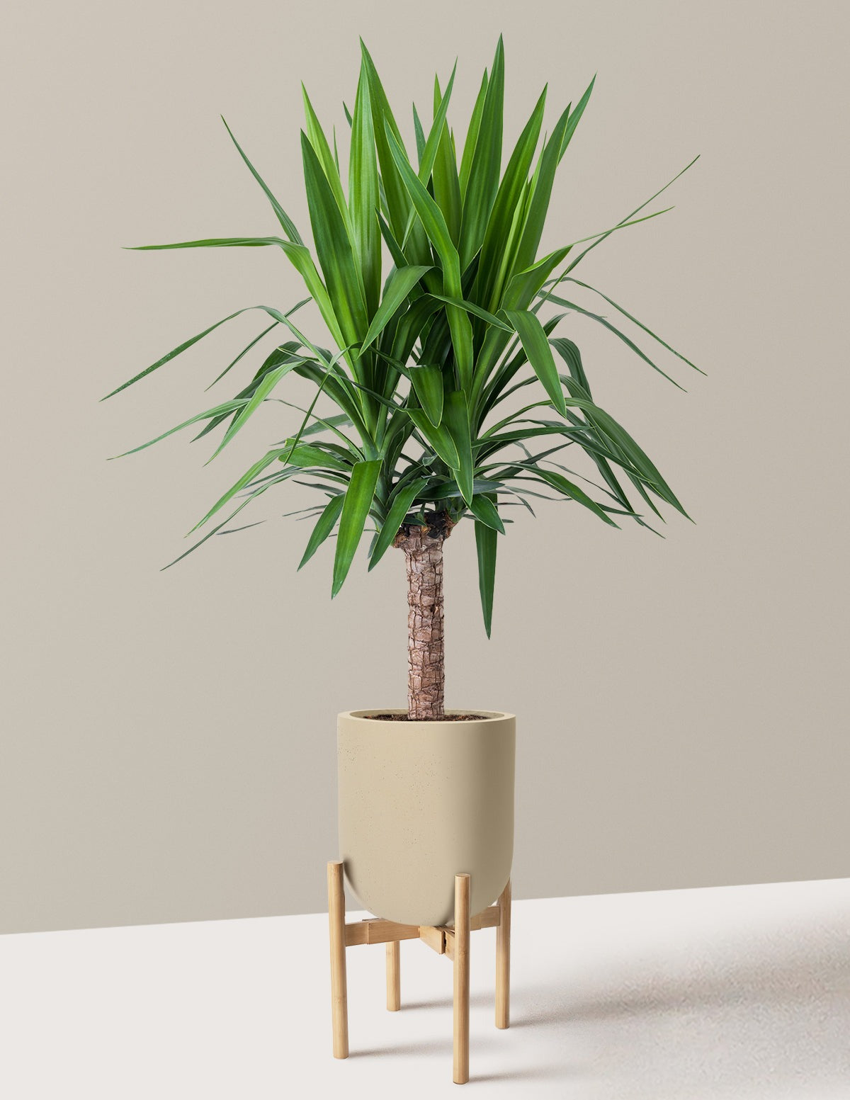 Yucca Plant Single Stem