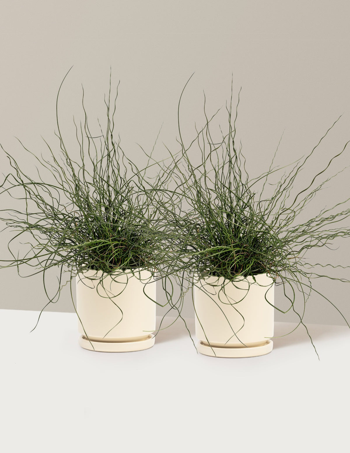 ColorGrass® Twister