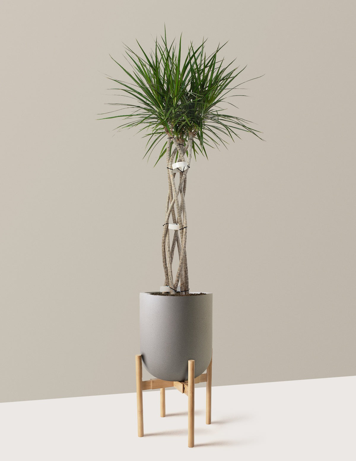 Dracaena Marginata Open Weave