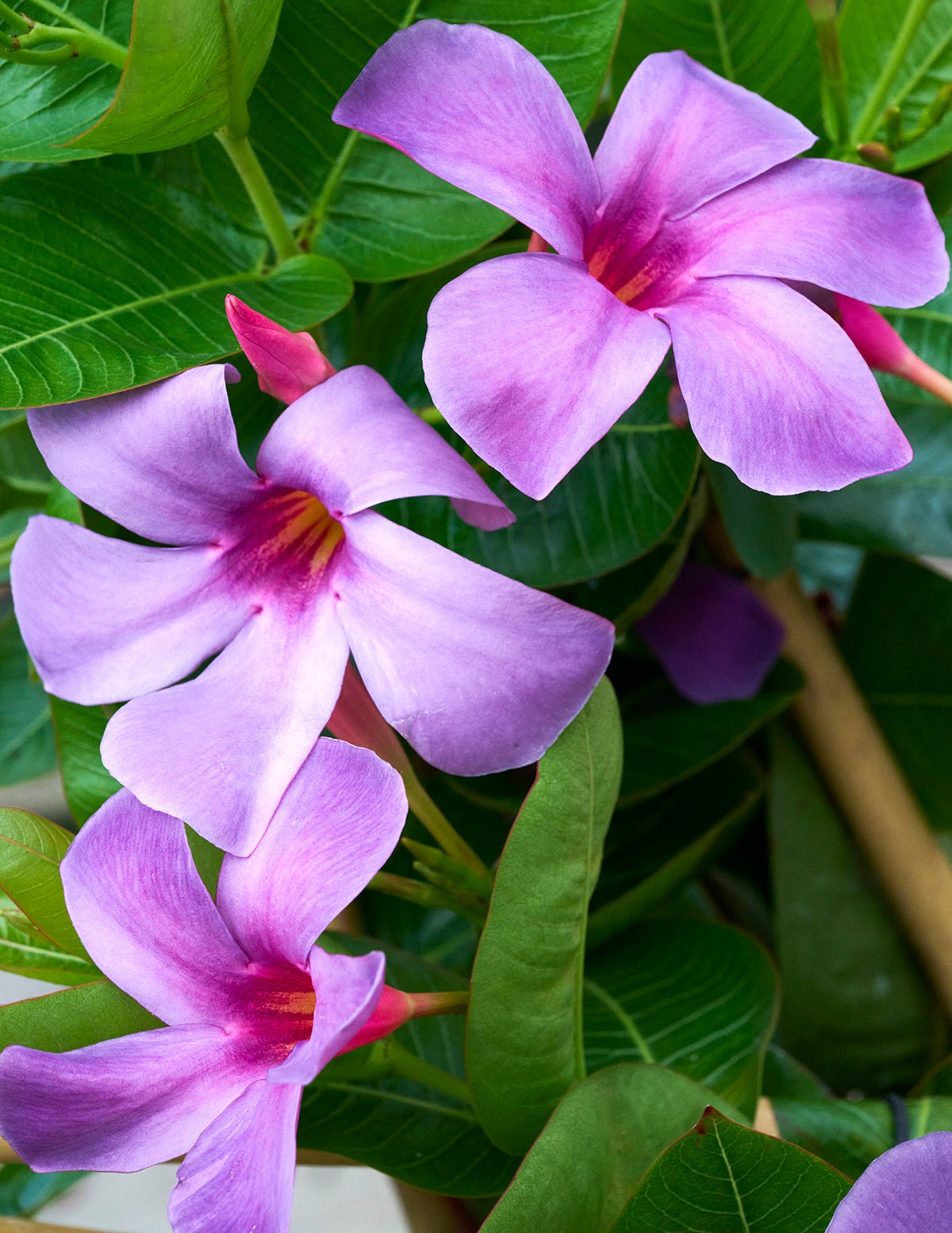 Sun Parasol® Original XP BluephoriaTM Mandevilla