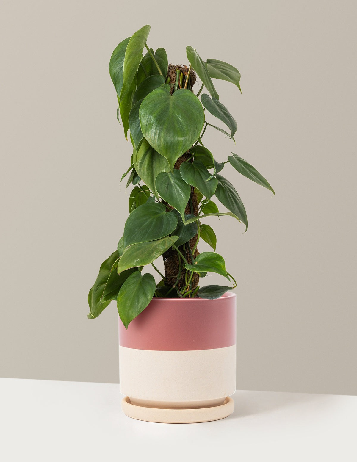 Heartleaf Philodendron Totem