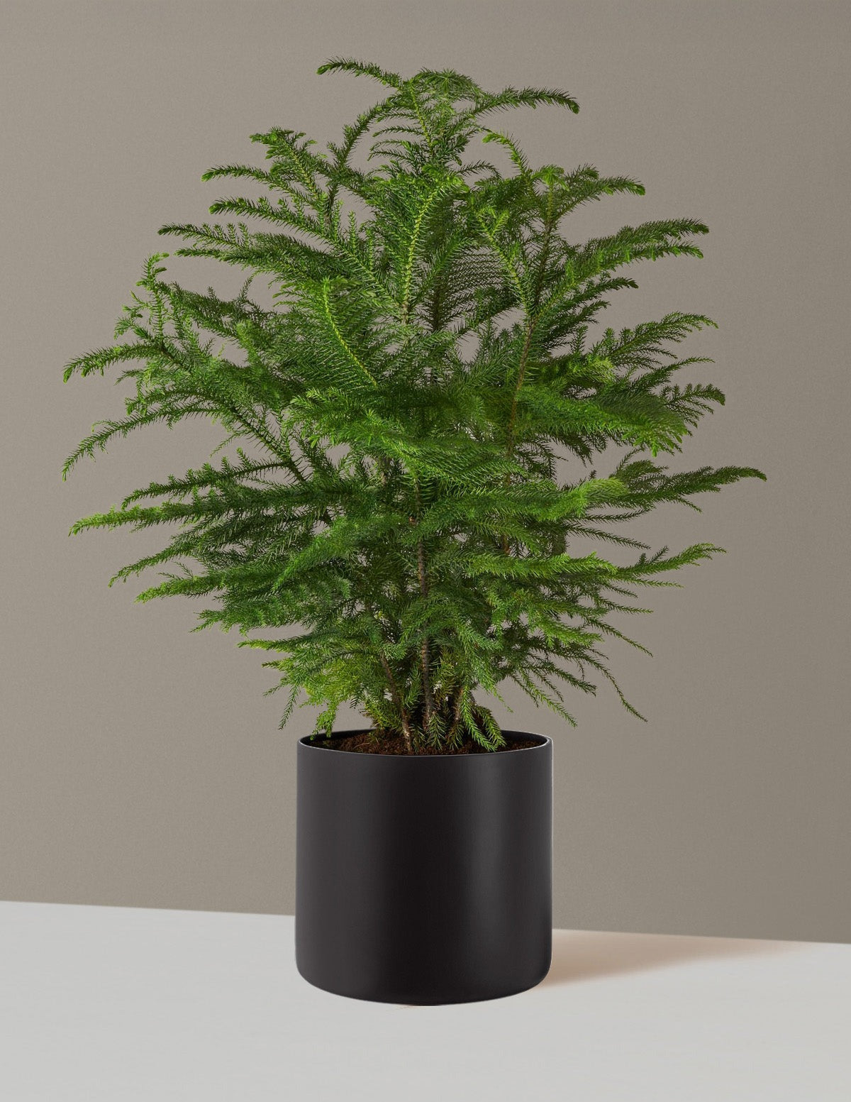 Norfolk Island Pine