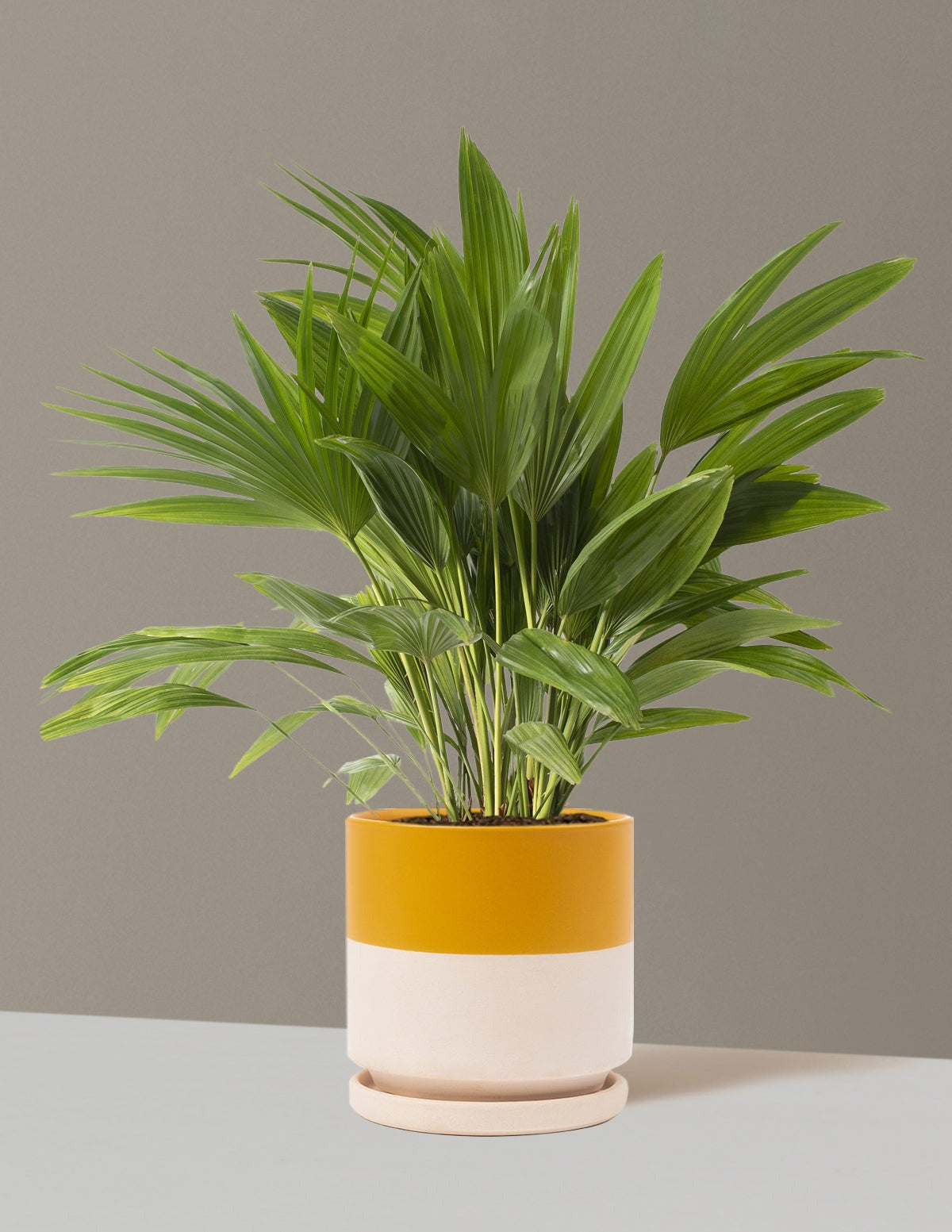 Fan Palm