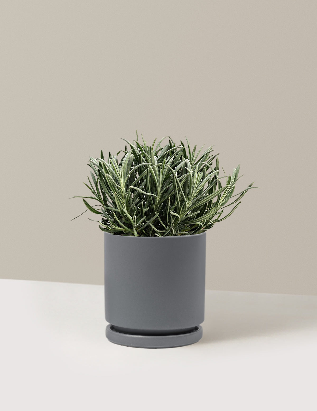 PhenomenalTM Lavender Plant