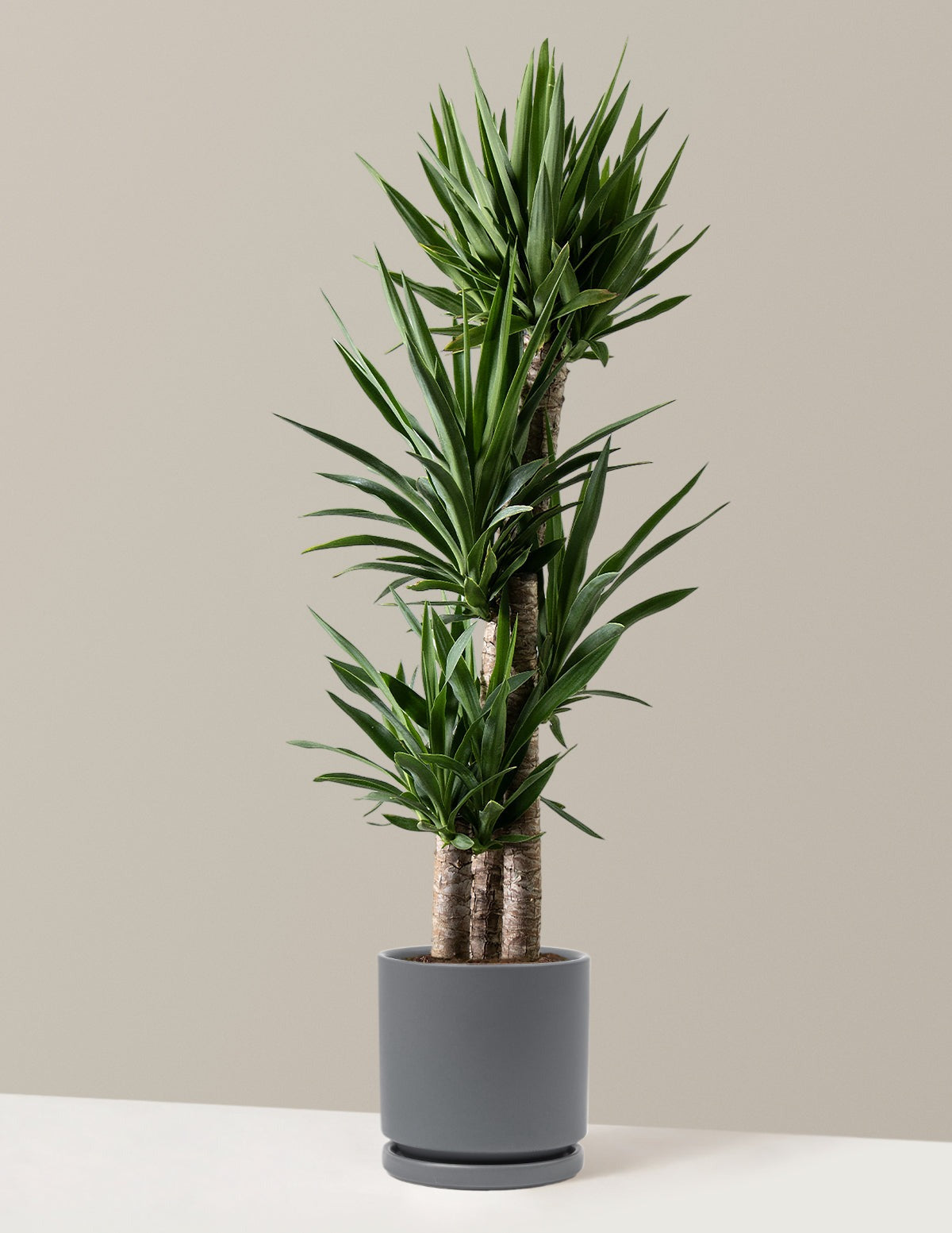 Yucca Plant Multi Stem