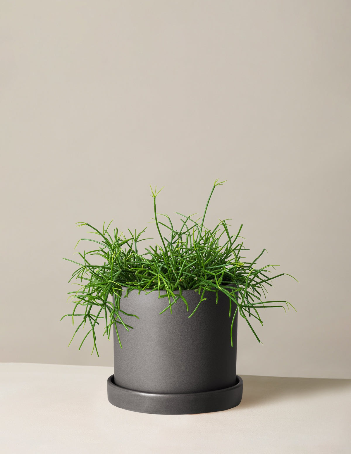 Mistletoe Cactus