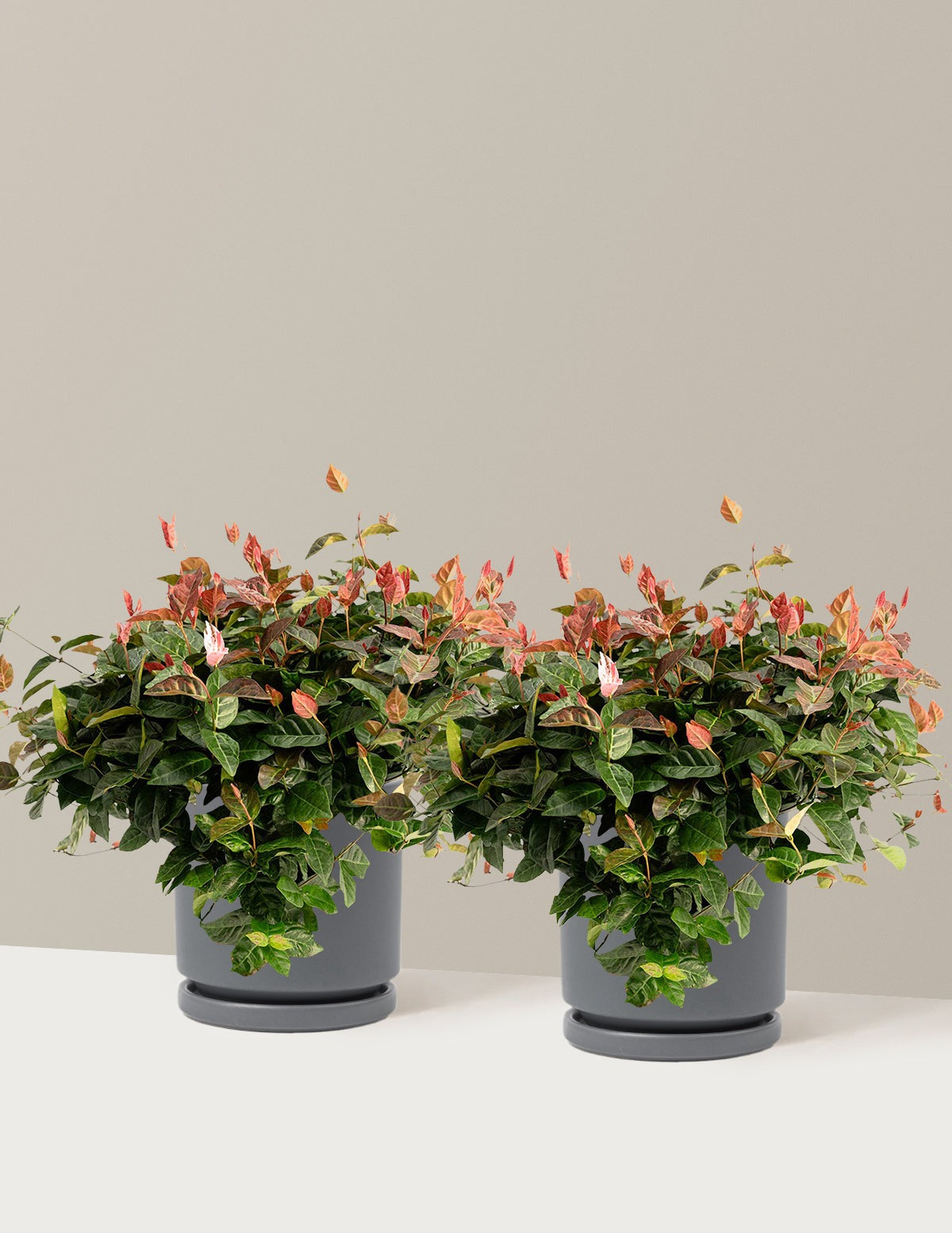 Snow-N-SummerTM Asiatic Jasmine