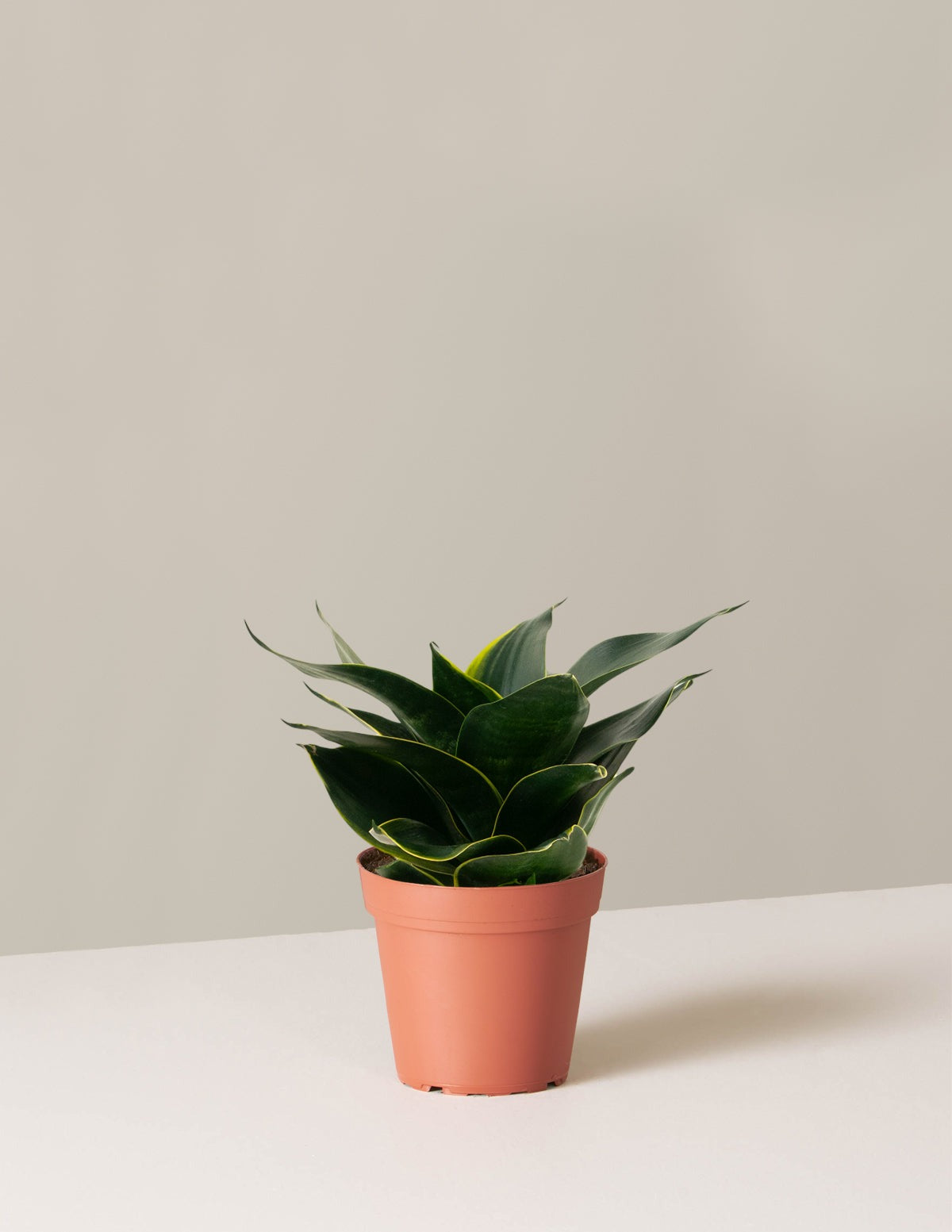 Snake Plant Hahnii