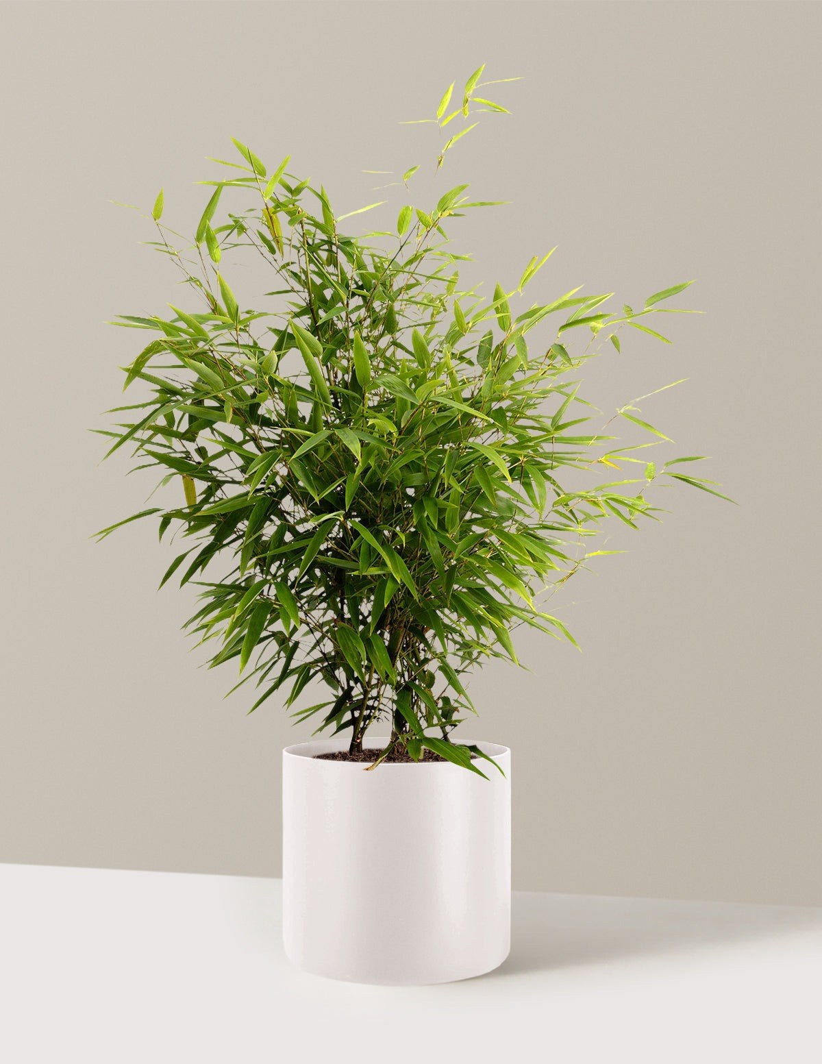 Black Bamboo