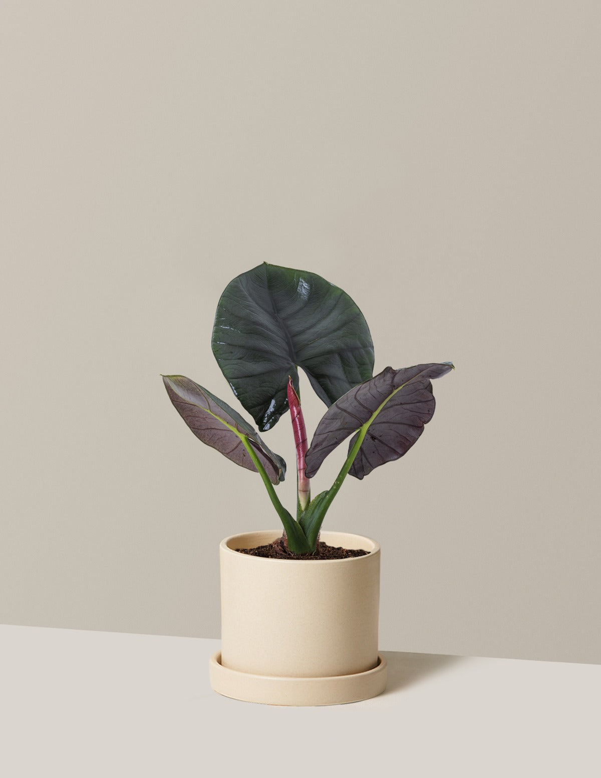 Alocasia Silver Velvet
