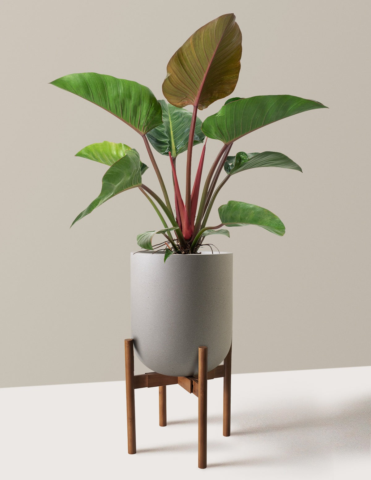 Large Philodendron Rojo Congo