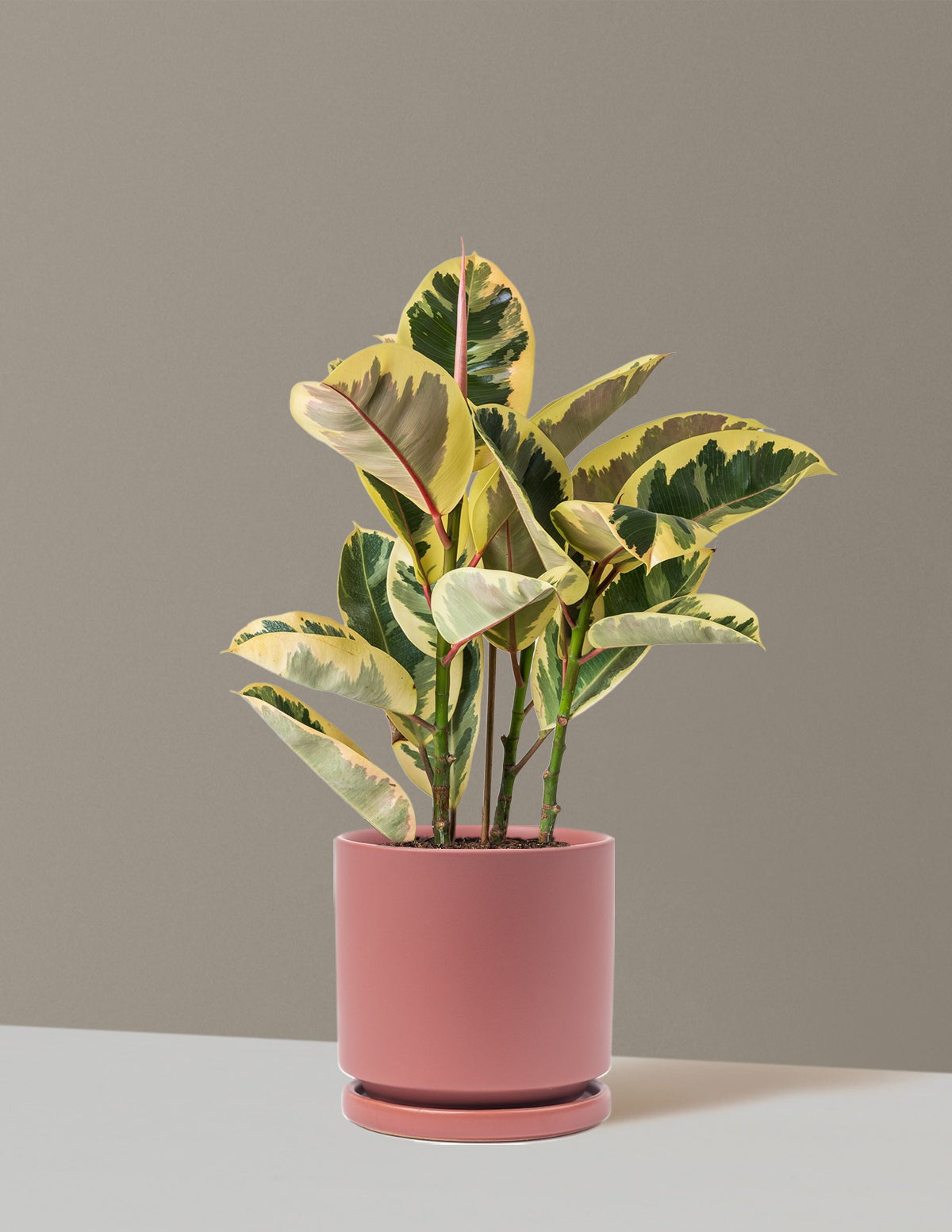 Ficus Tineke Bush