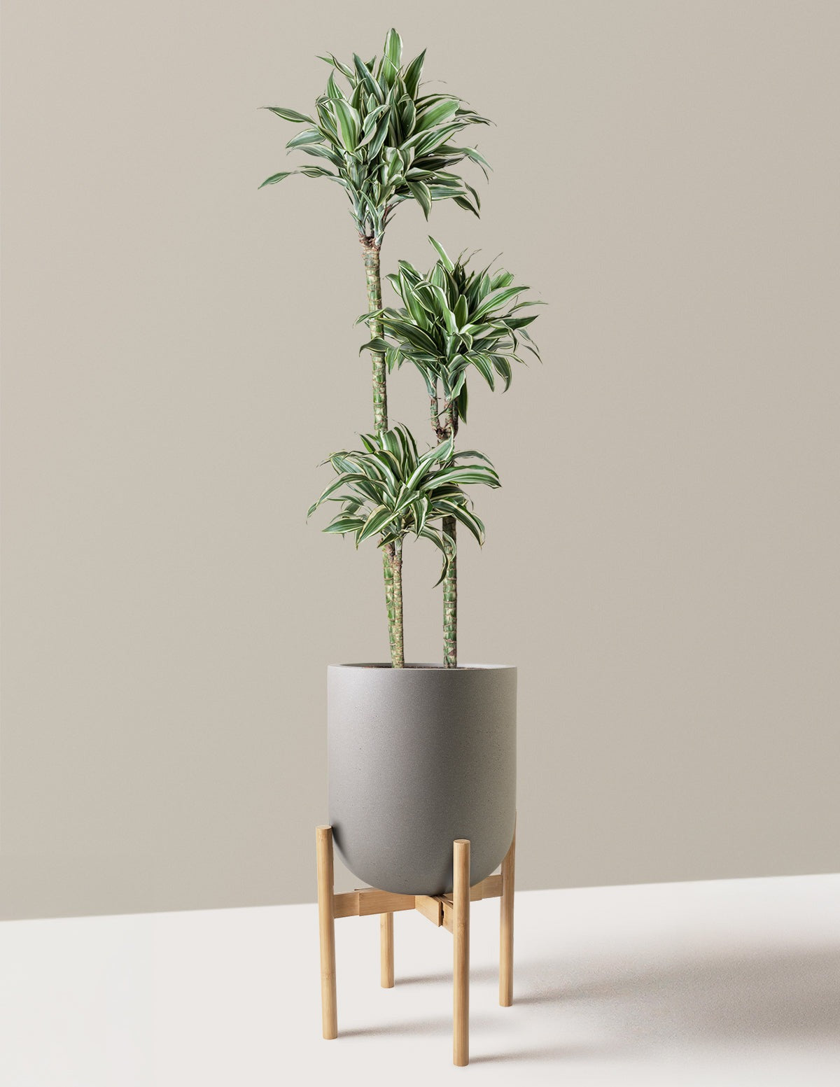 Large Dracaena Warneckii White Jewel