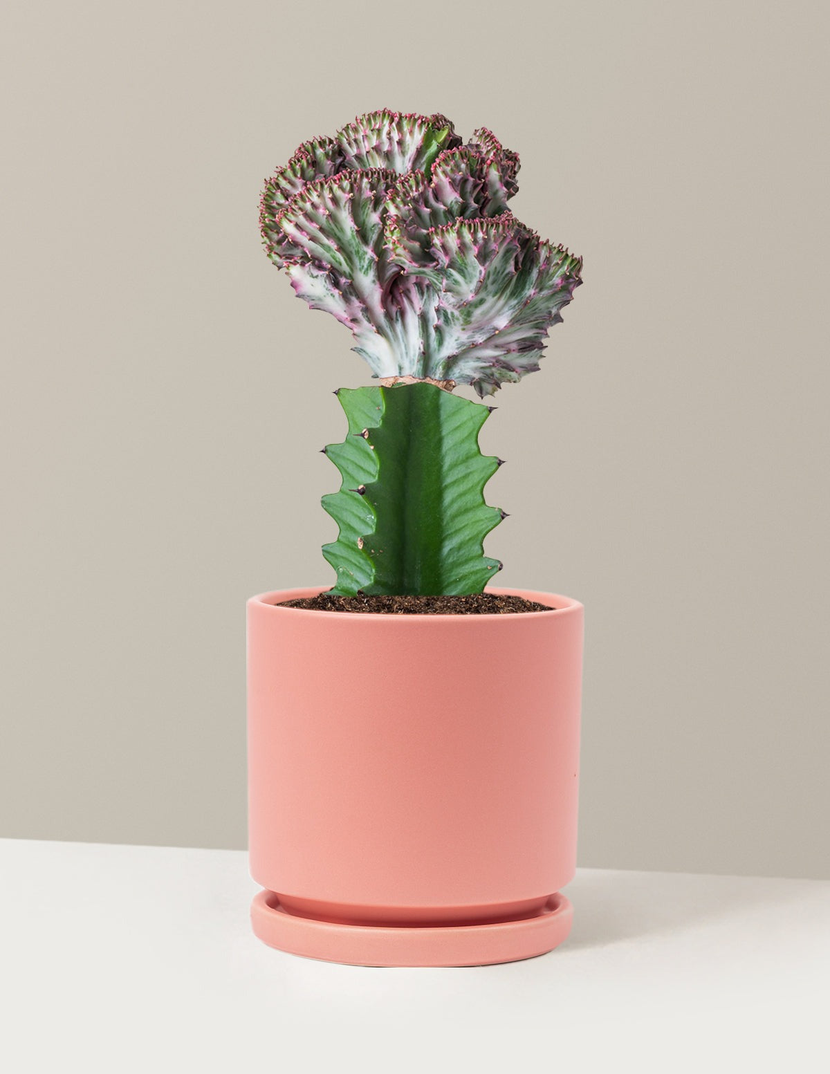 Mermaid Tail Cactus