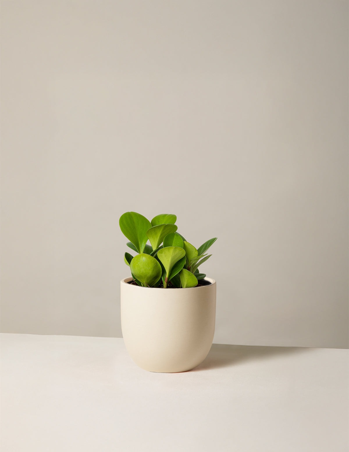 Baby Rubber Plant