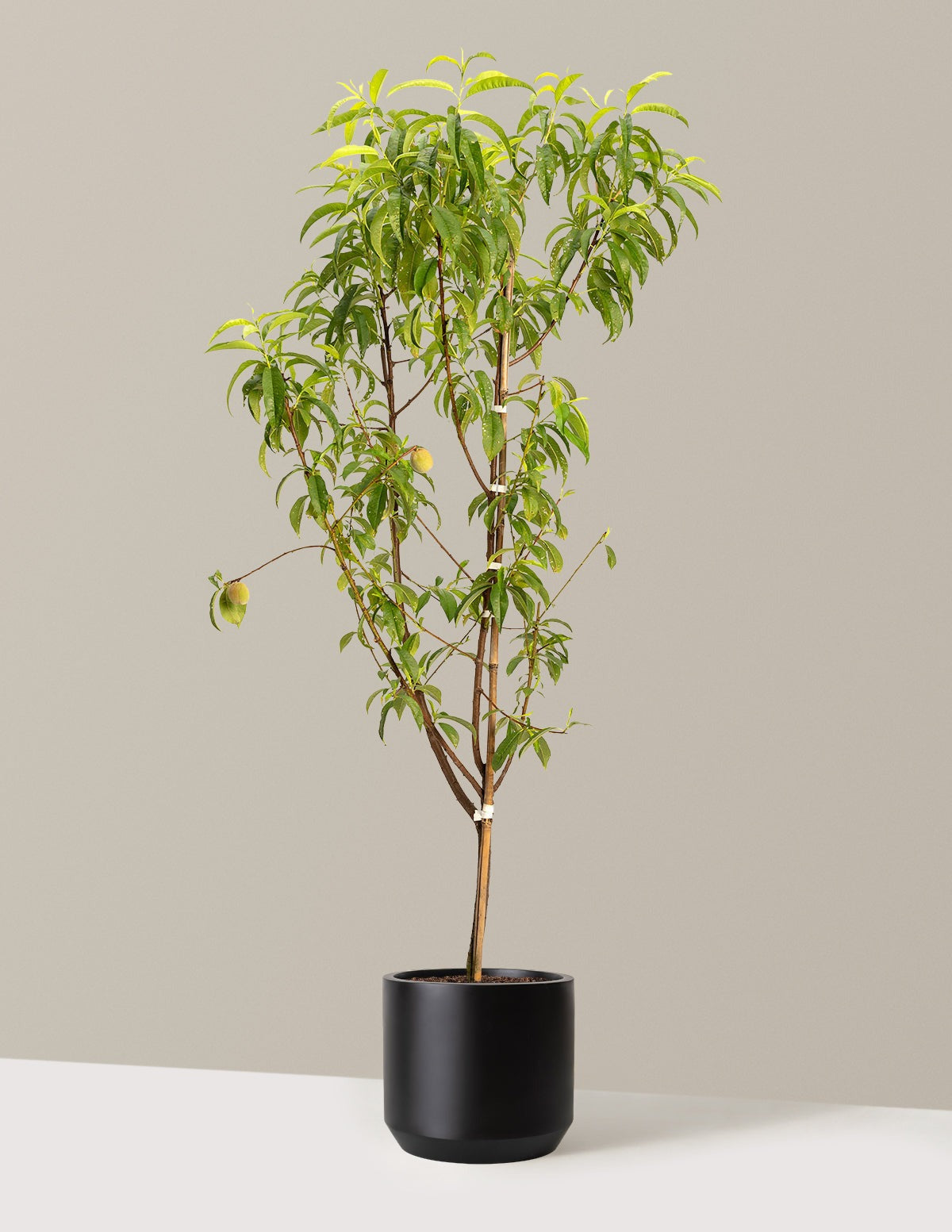 4-in-1 Peach Tree