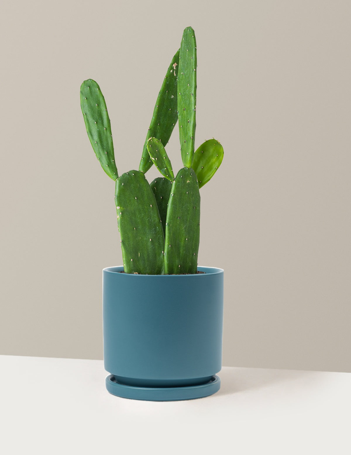 Prickly Pear Cactus
