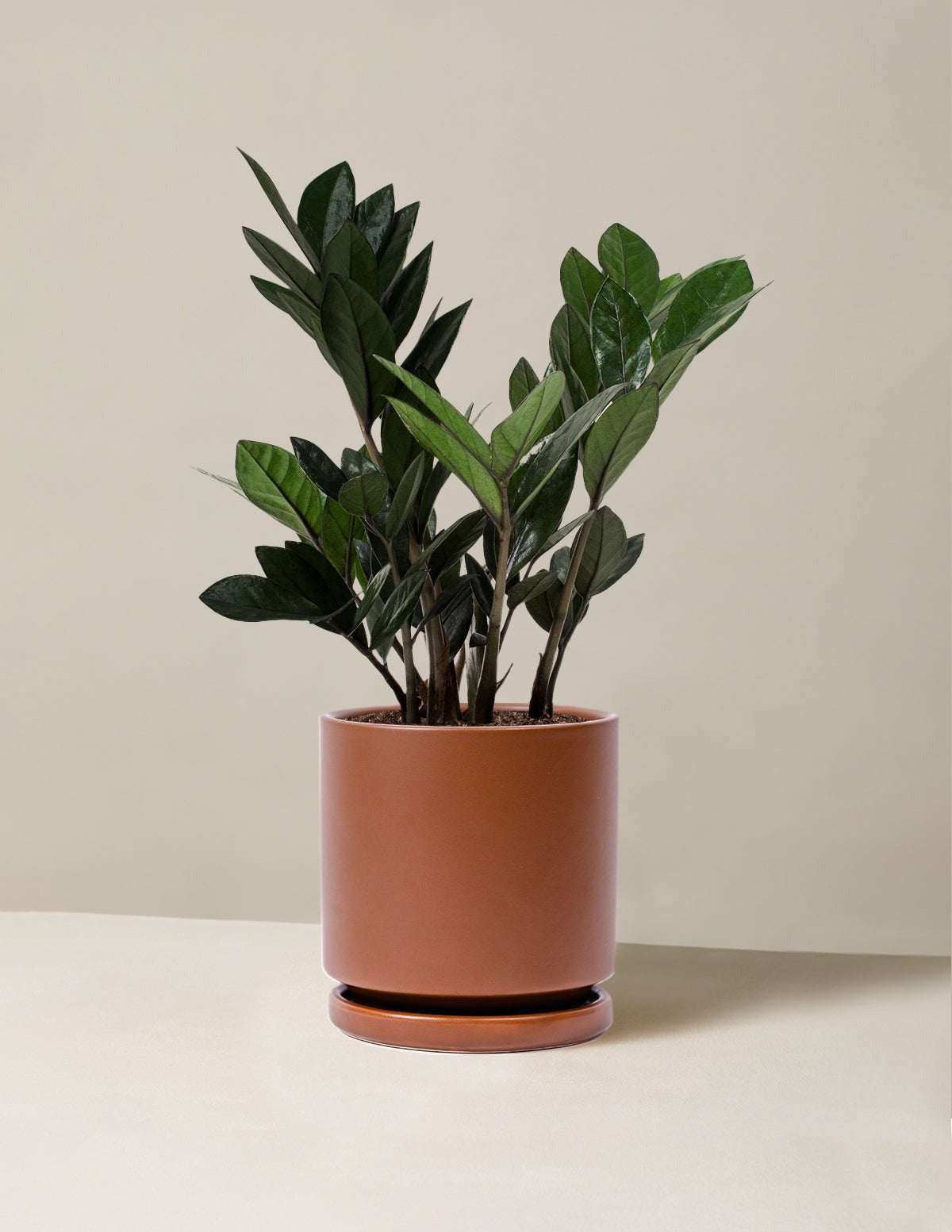 Black ZZ Plant