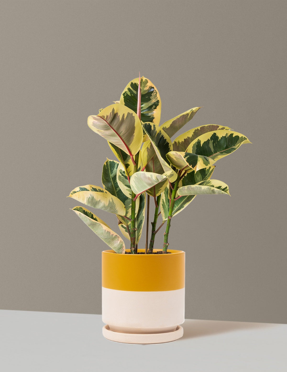 Ficus Tineke Bush
