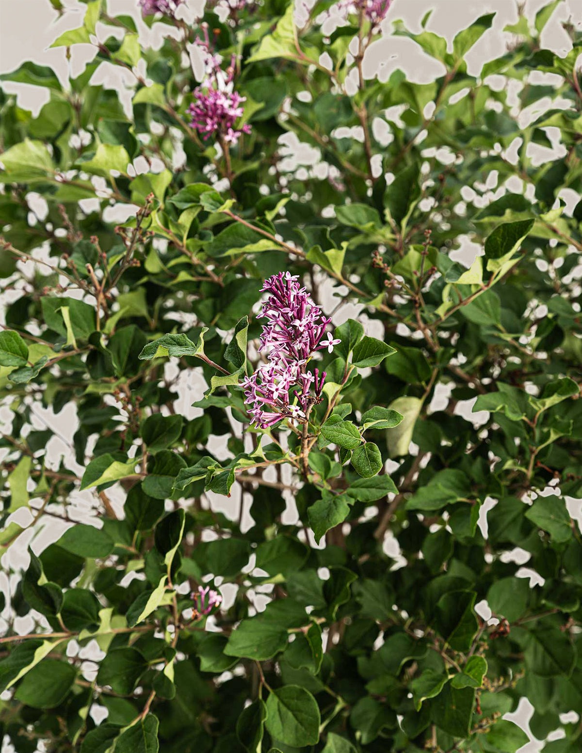 Birthday CakeTM Butterfly Bush
