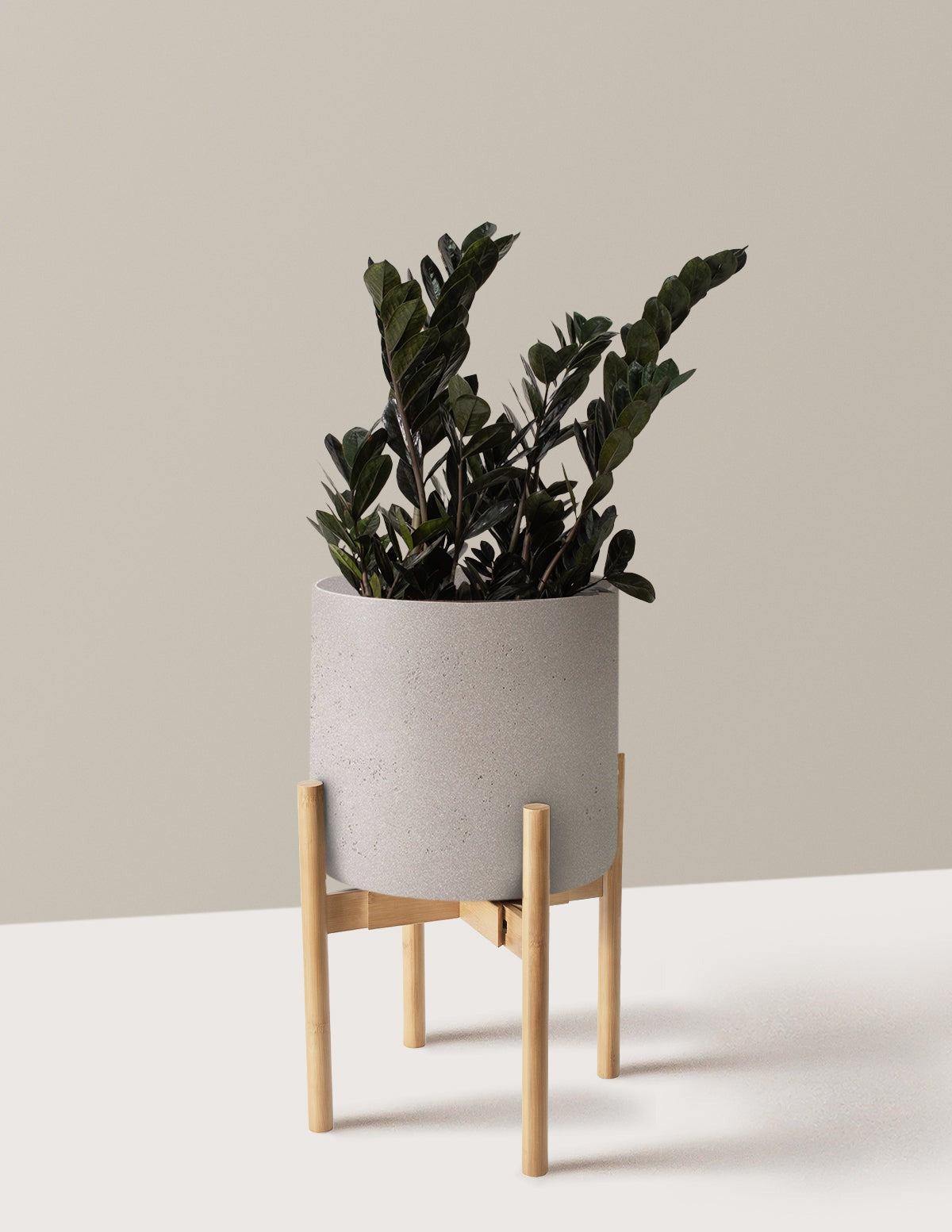 Black ZZ Plant