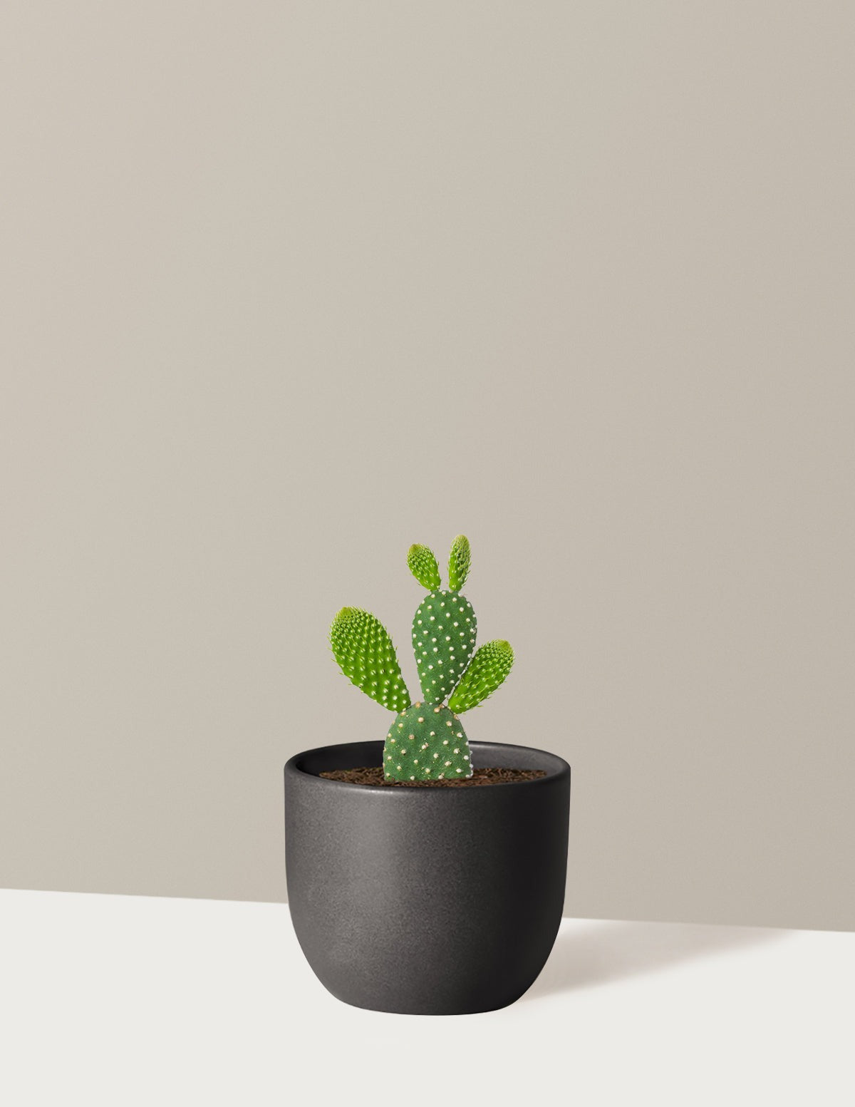 Bunny Cactus