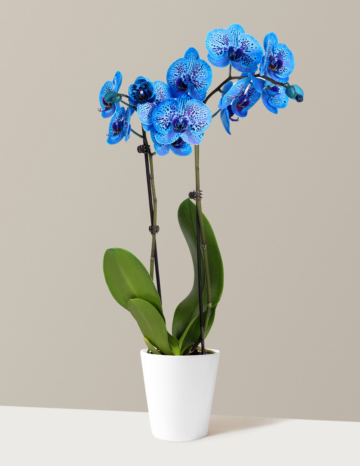 Cosmic Ocean Kaleidoscope Orchid