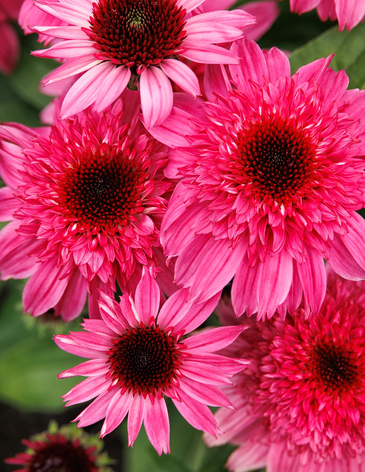 Double ScoopTM Watermelon Deluxe Coneflower