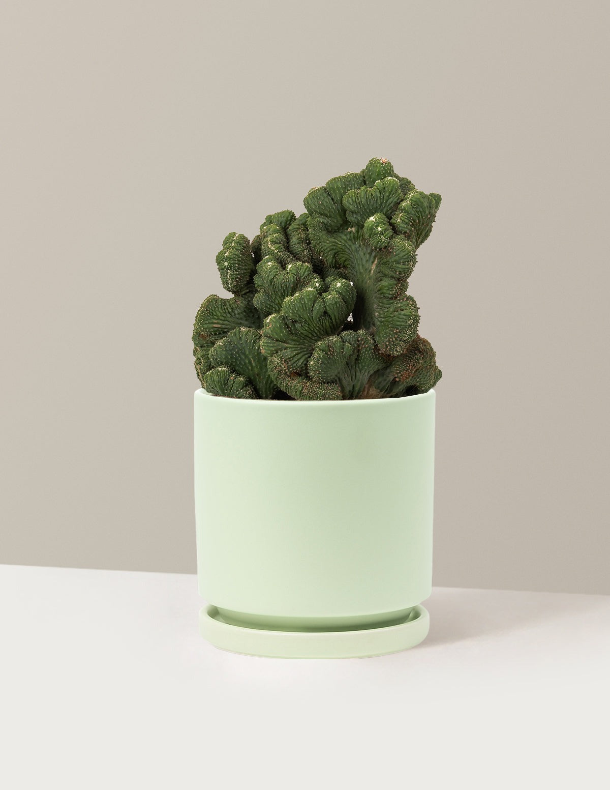 Cereus Green Coral Cactus