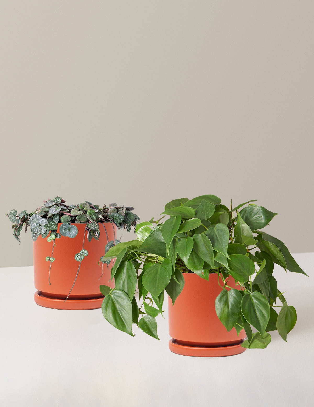 Trailing Hearts Duo